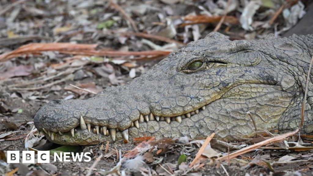 Fisherman fleeing elephants killed by crocodile in Zambia  
