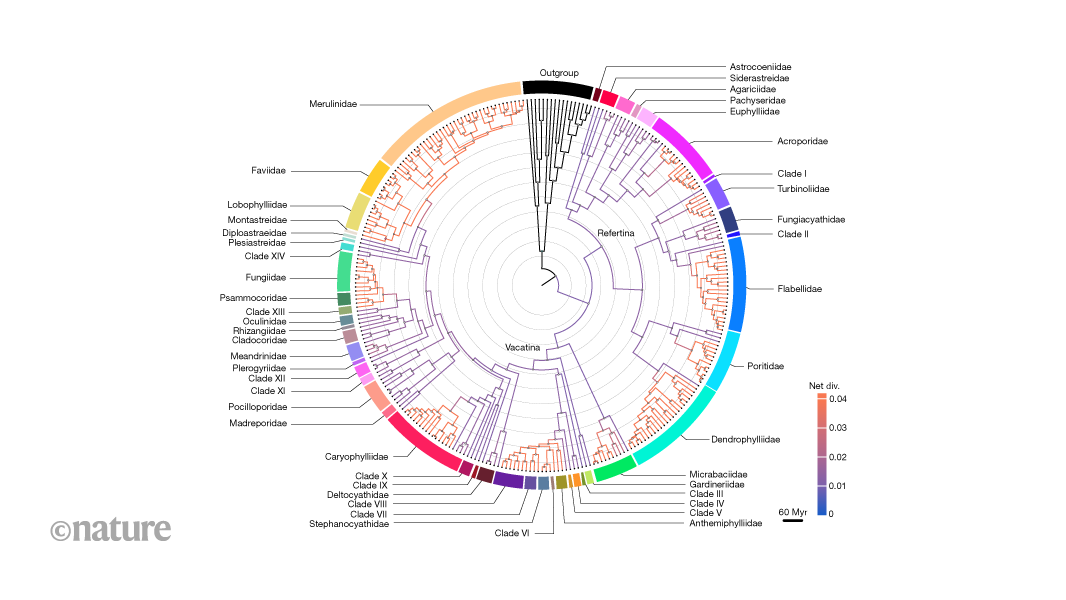 Evolutionary history of stony corals suggests that some could be resilient to climate change