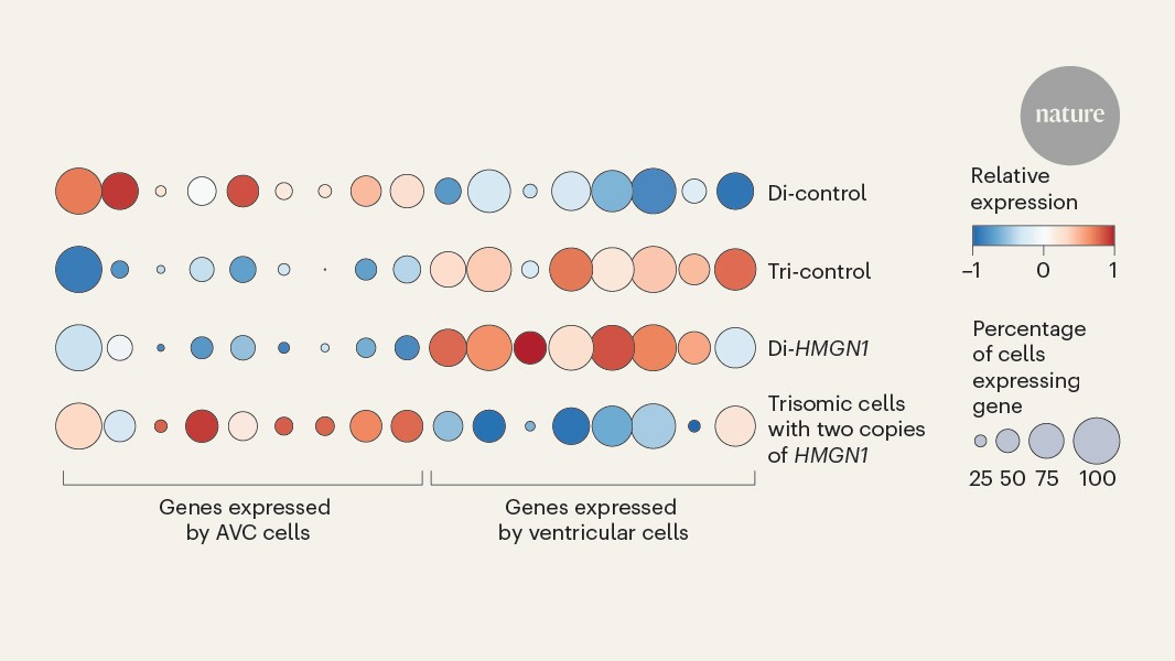 Gene implicated in the heart defects associated with Down’s syndrome
