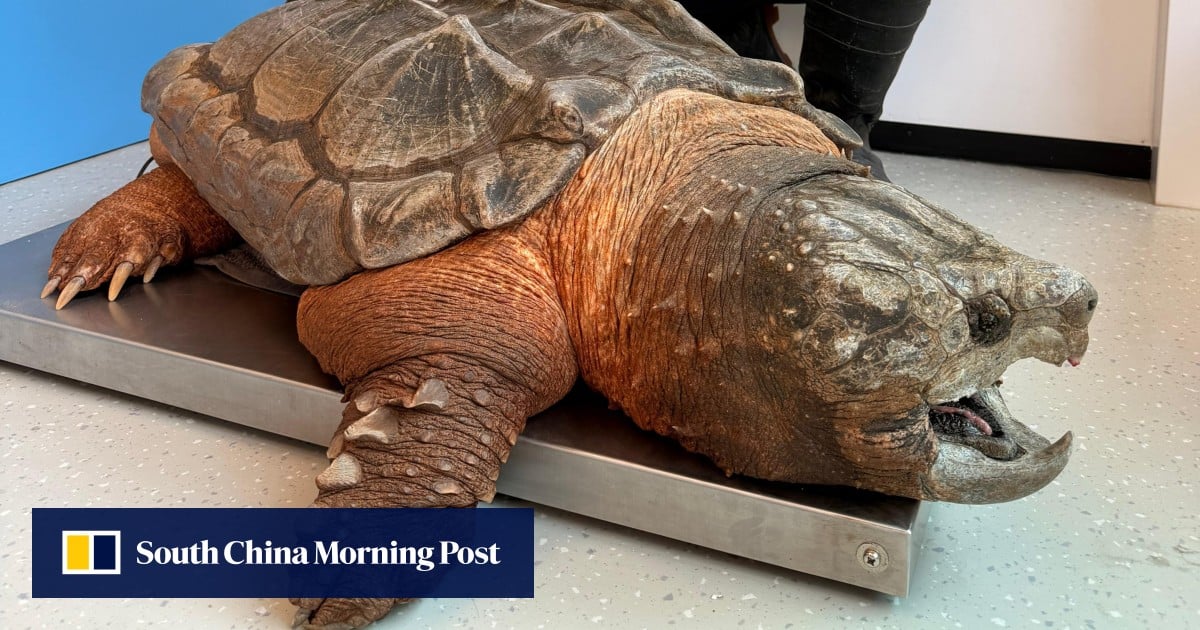 Call for tougher animal welfare laws after invasive turtle found in Hong Kong