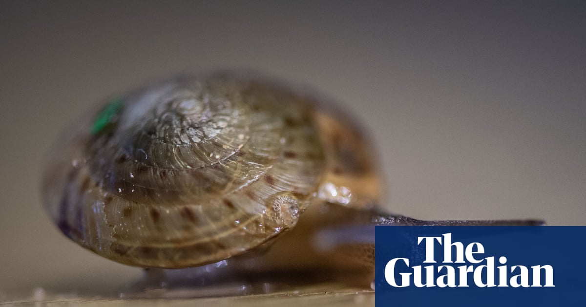 Bermuda snail thought to be extinct now thrives after a decade’s effort