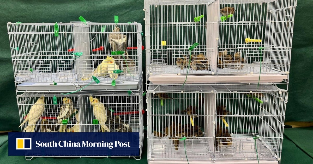 Woman arrested over illegally importing 112 birds worth HK$15,000