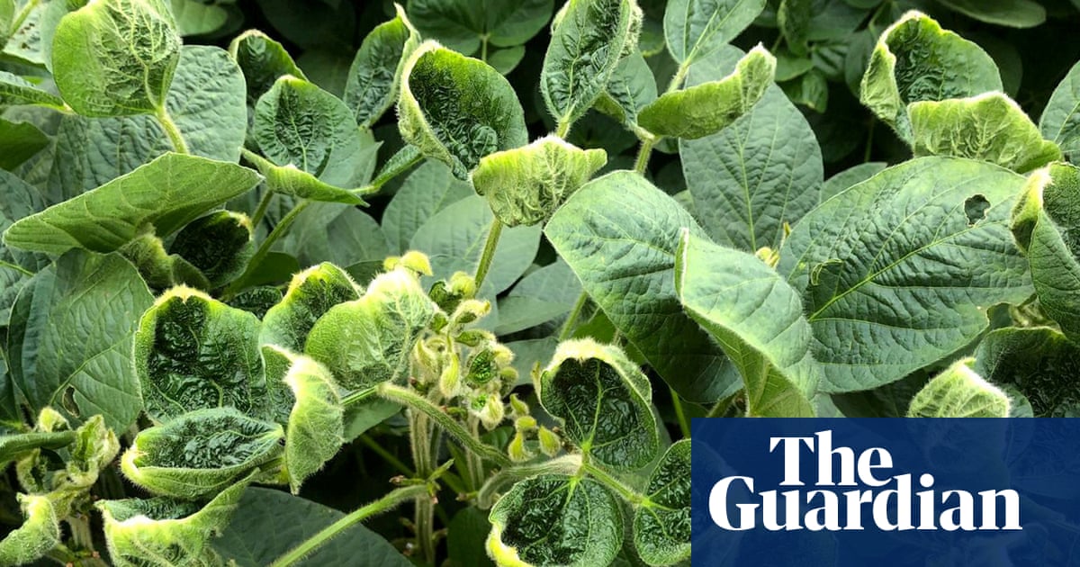 Trump’s EPA reapproves contentious weedkiller dicamba for some GM crops