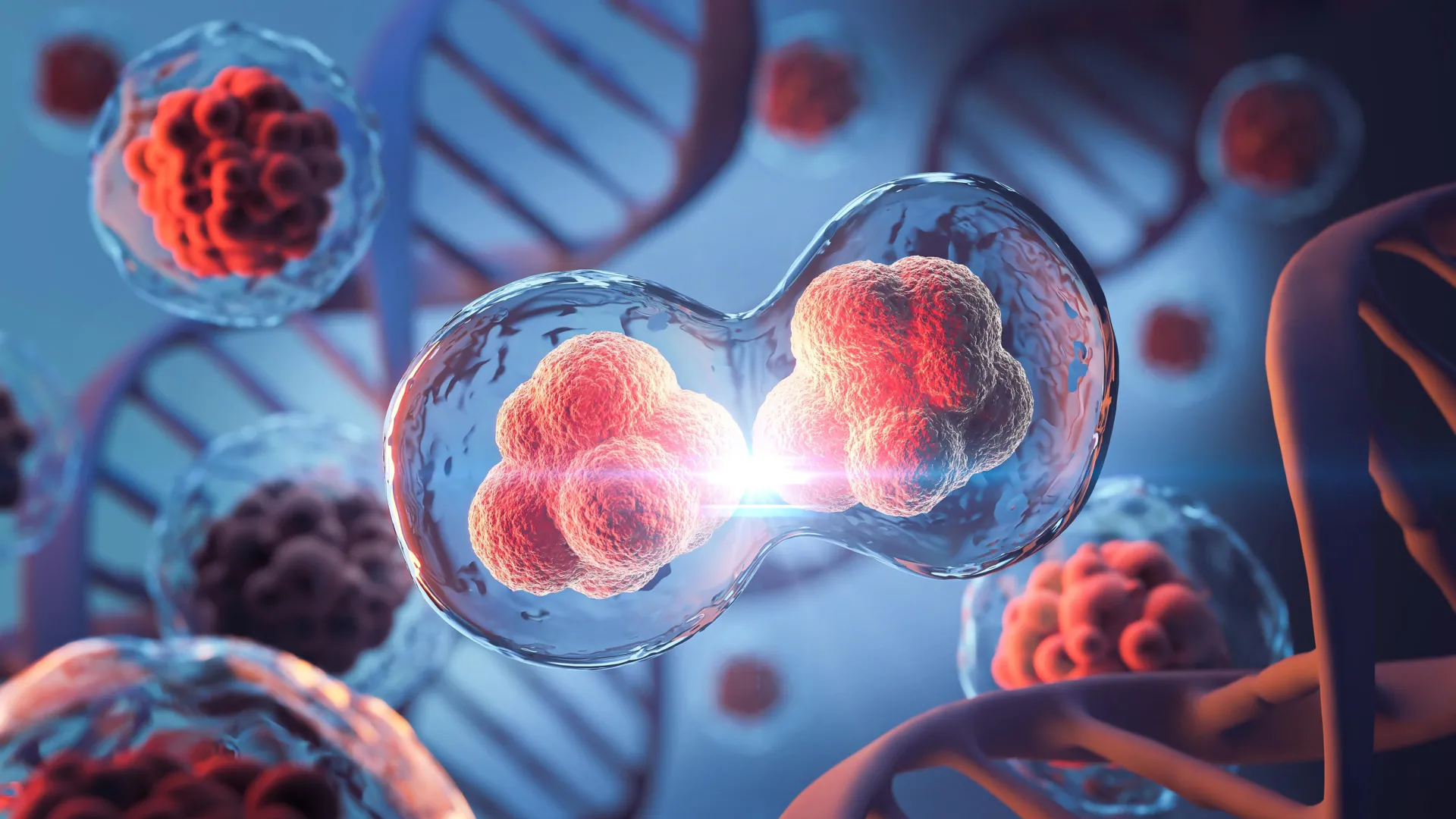 MIT scientists discover hidden 3D genome loops that survive cell division