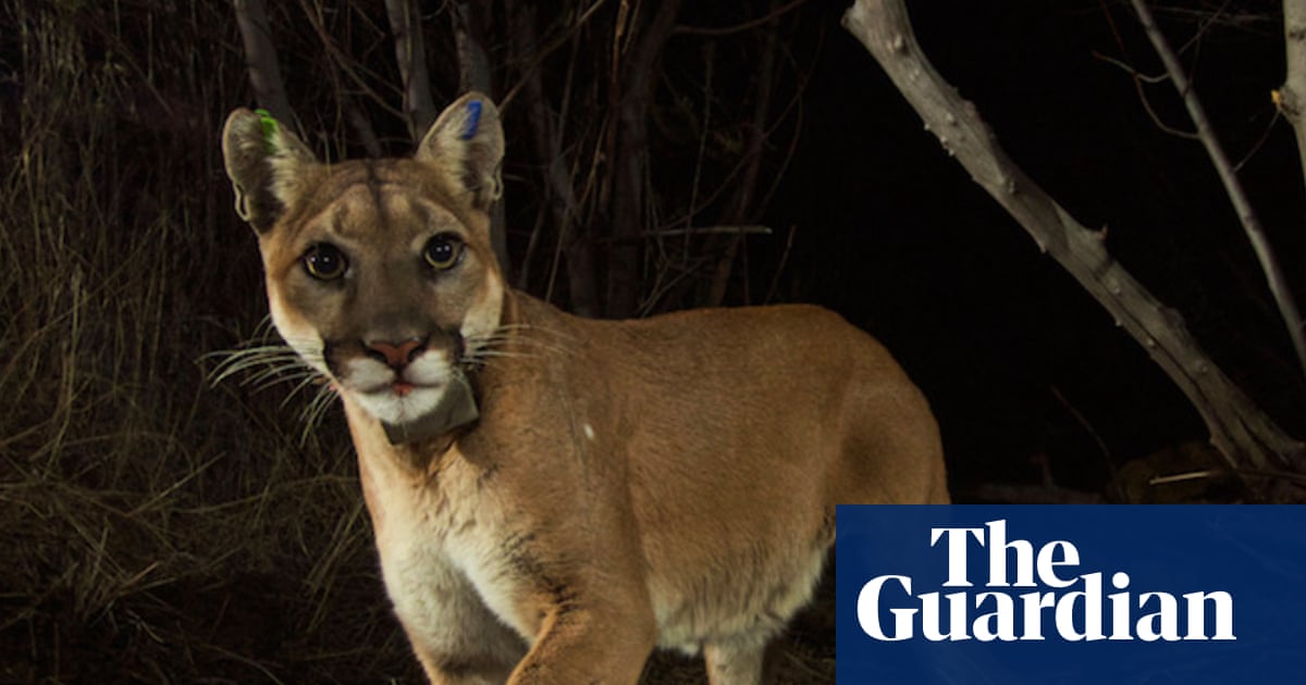 Mountain lions gain protection under California’s Endangered Species Act