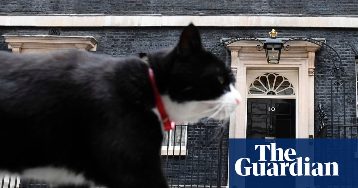 Chief mouser Palmerston dies after swapping Foreign Office for Bermuda