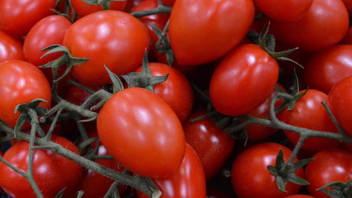 Salmonella outbreak sickens hundreds in Europe. Sicilian tomatoes are the chief suspect