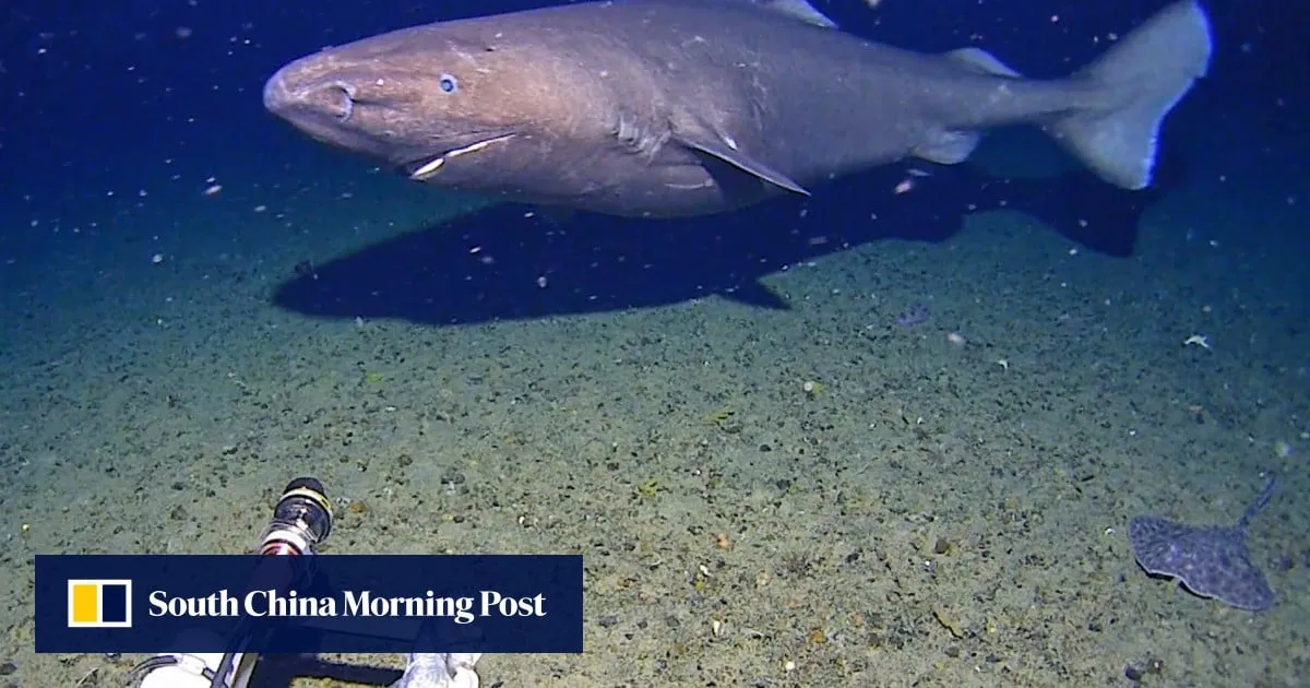 First-ever Antarctic sleeper shark footage reveals a giant ‘hunk’ in icy depths