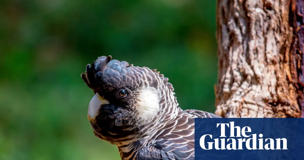 US mining company Alcoa hit with ‘unprecedented’ $55m penalty for illegal clearing of WA jarrah forests