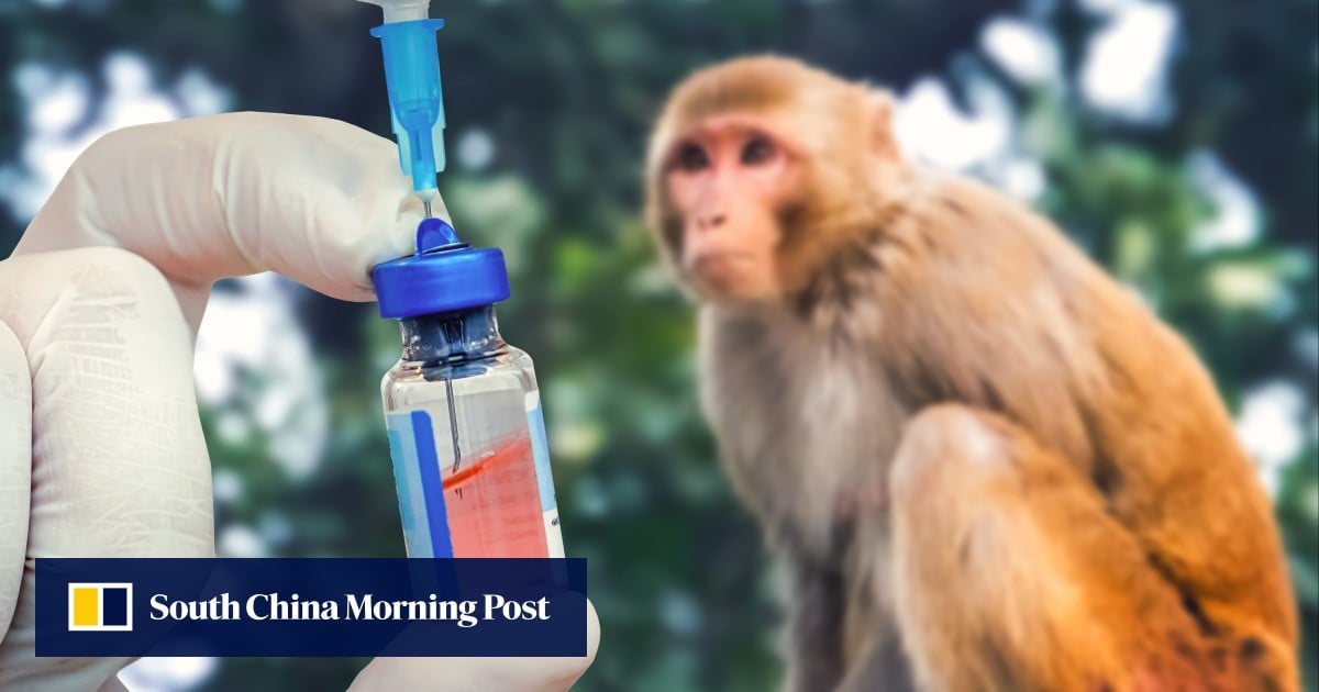 China’s biotech boom sends price of lab monkeys for drug tests climbing