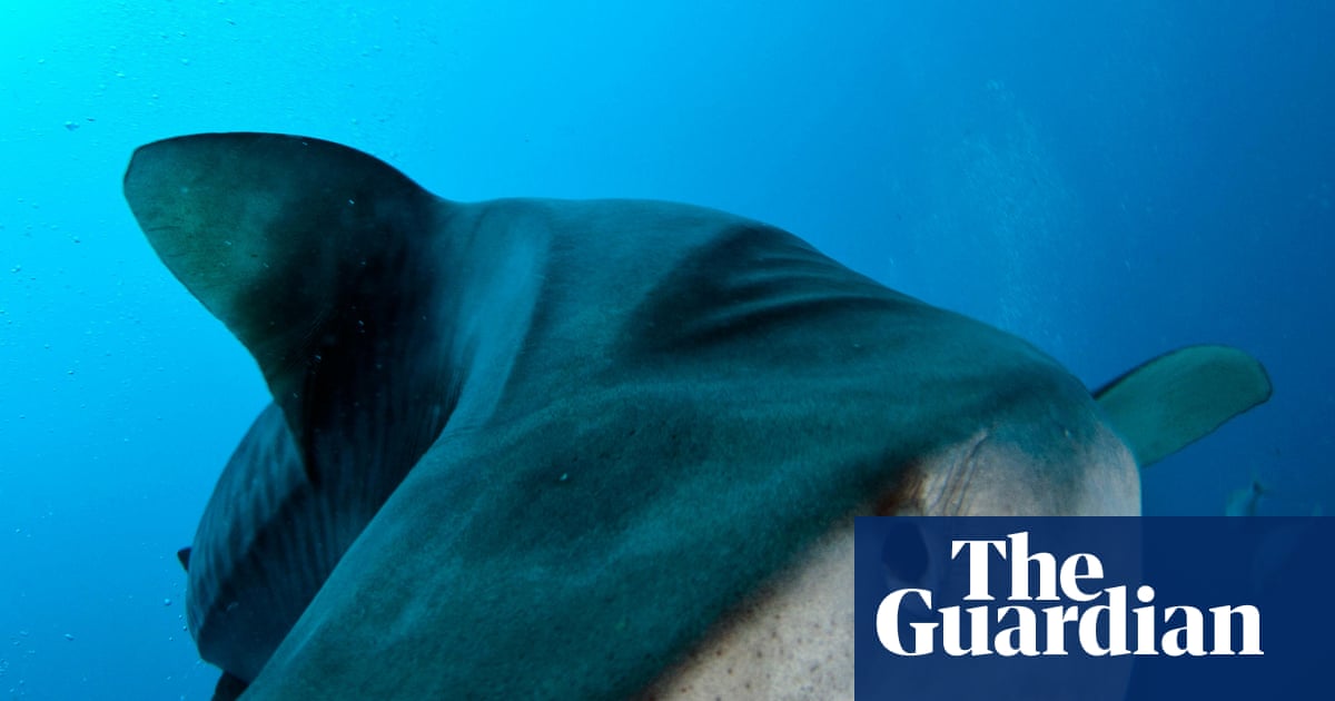 Unprovoked shark attacks up sharply in 2025, with 12 human deaths worldwide