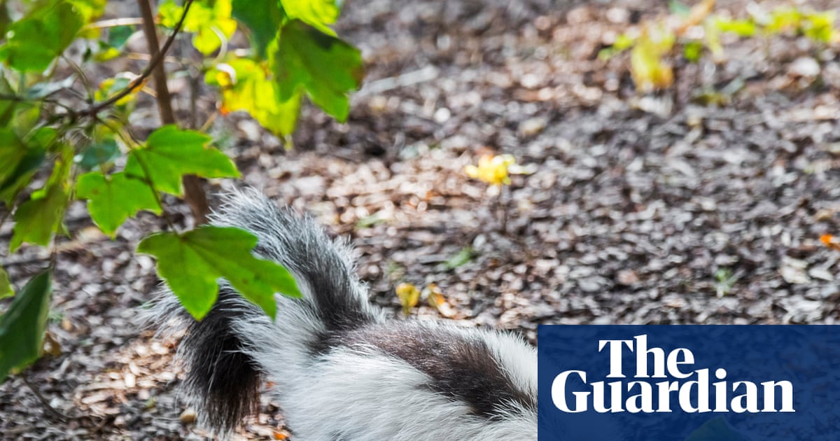 Man dies after saving kitten from skunk – and passes rabies to kidney recipient