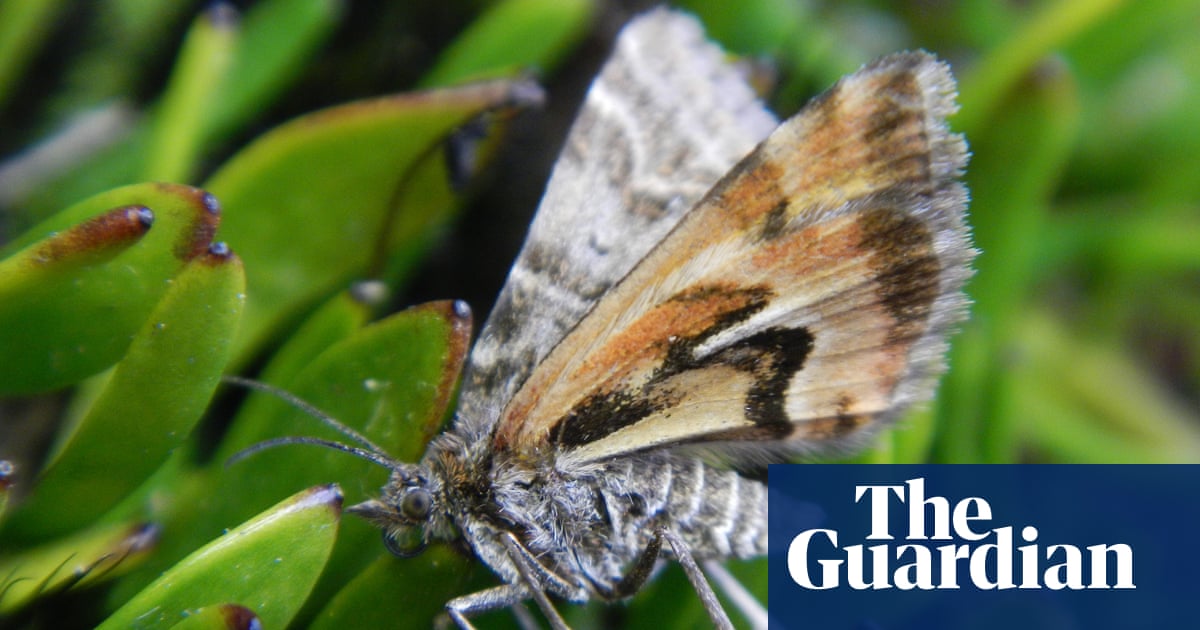 New Zealand bug of the year: moth named Avatar after mining threat crowned winner