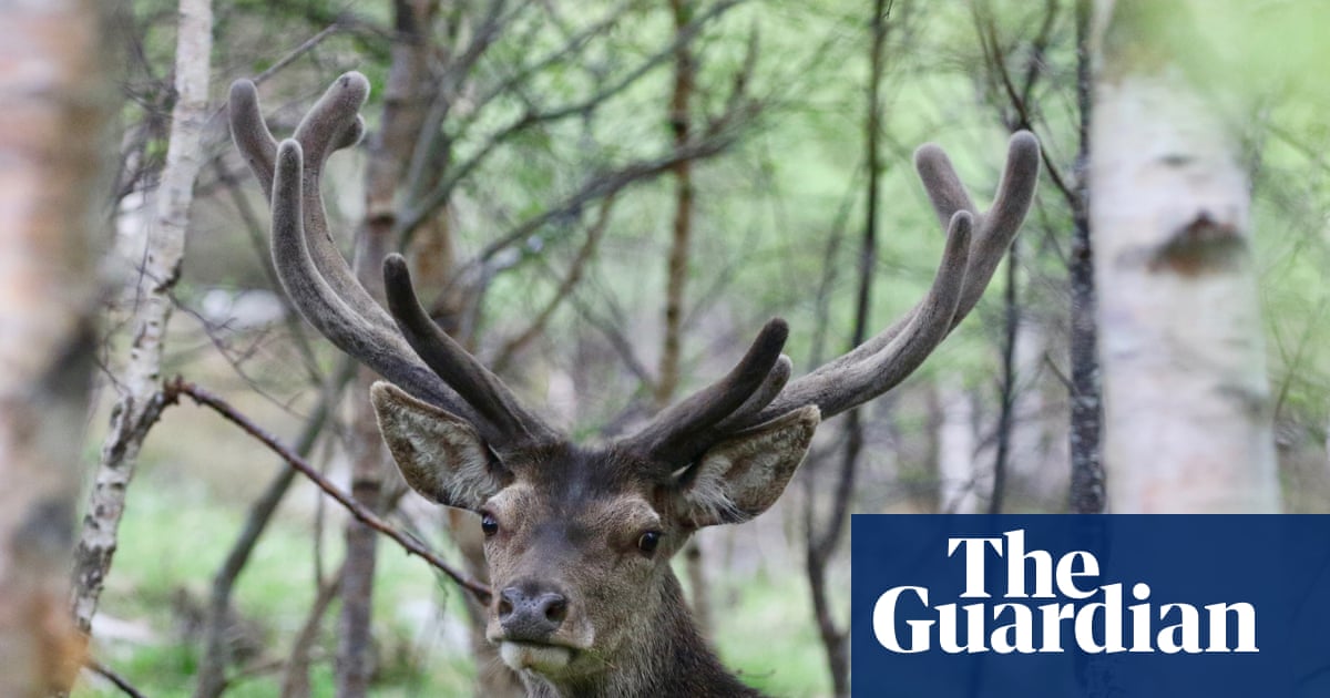 Deer shooting to be facilitated in England to protect woodlands