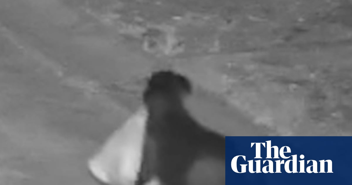 Man in Sicily trained his dog to illegally dump rubbish, say police