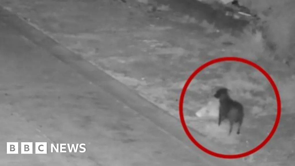 Dog trained to illegally dump rubbish, Italian authorities say