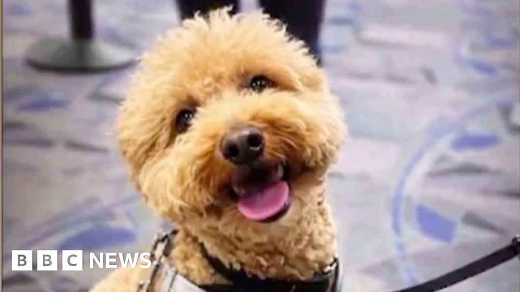 Woman charged over abandoning dog at Las Vegas airport