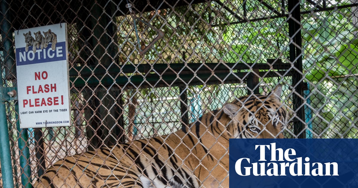 Officials race to contain virus outbreak after 72 captive tigers die in Thailand