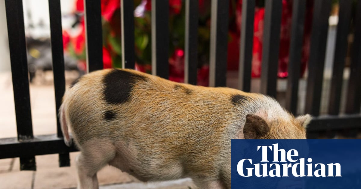 This swine life: pig named Six Seven pardoned by Miami-Dade mayor