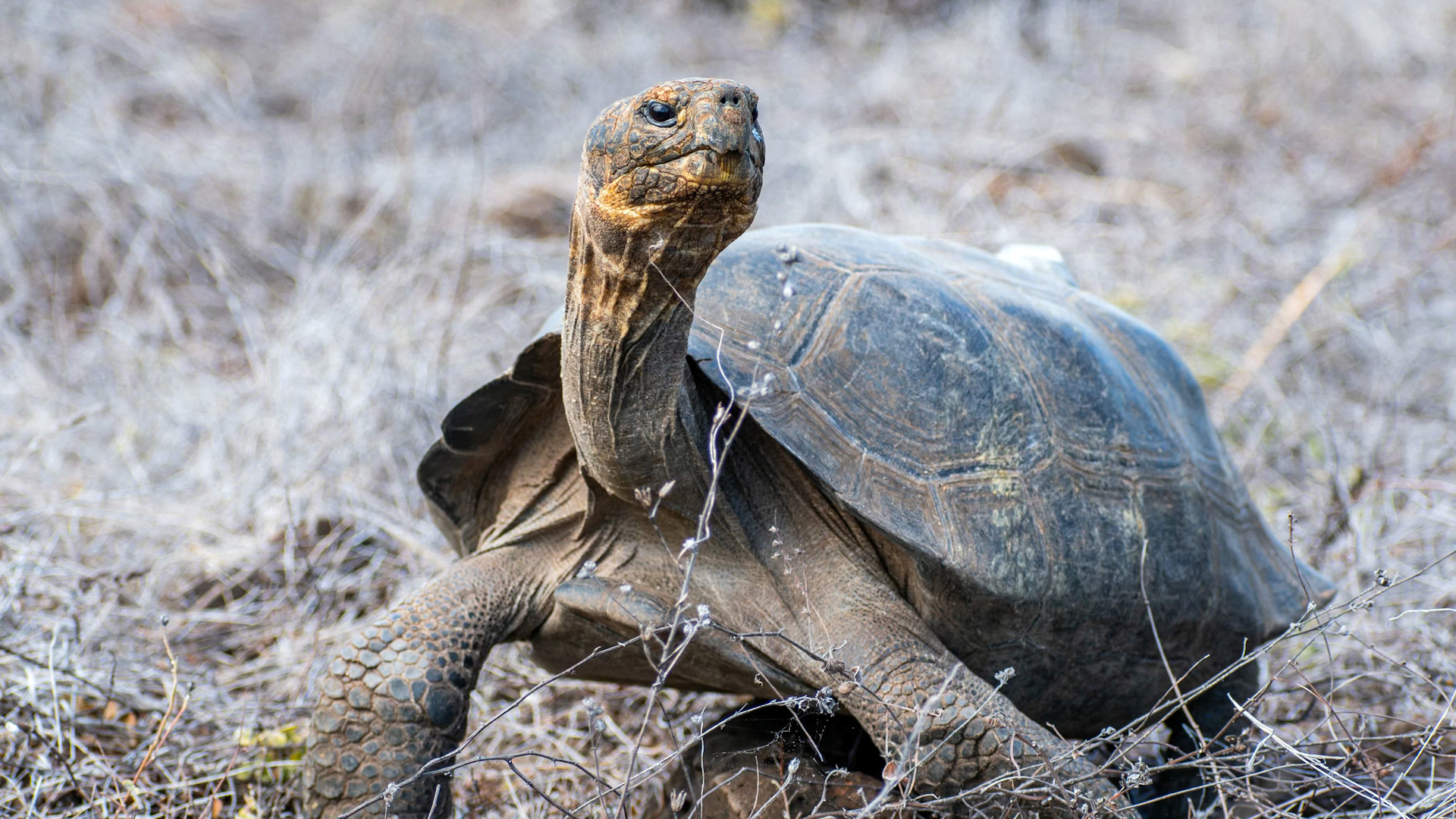 Giant tortoises return to Galapagos island after 150 years