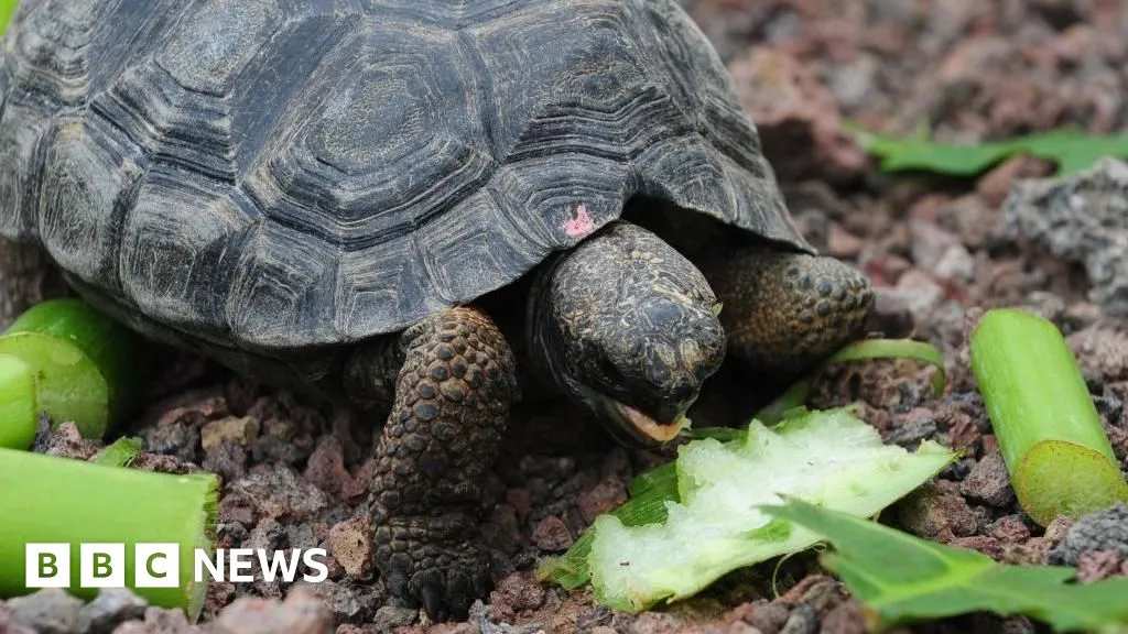 Giant tortoises return to Galápagos island after nearly 200 years 