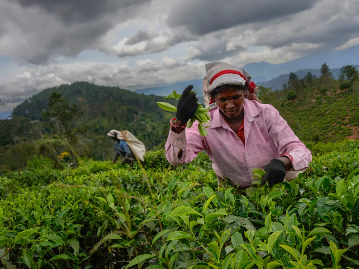 ‘Like wastelands’: Sri Lanka tea plantations suffer Cyclone Ditwah’s wrath