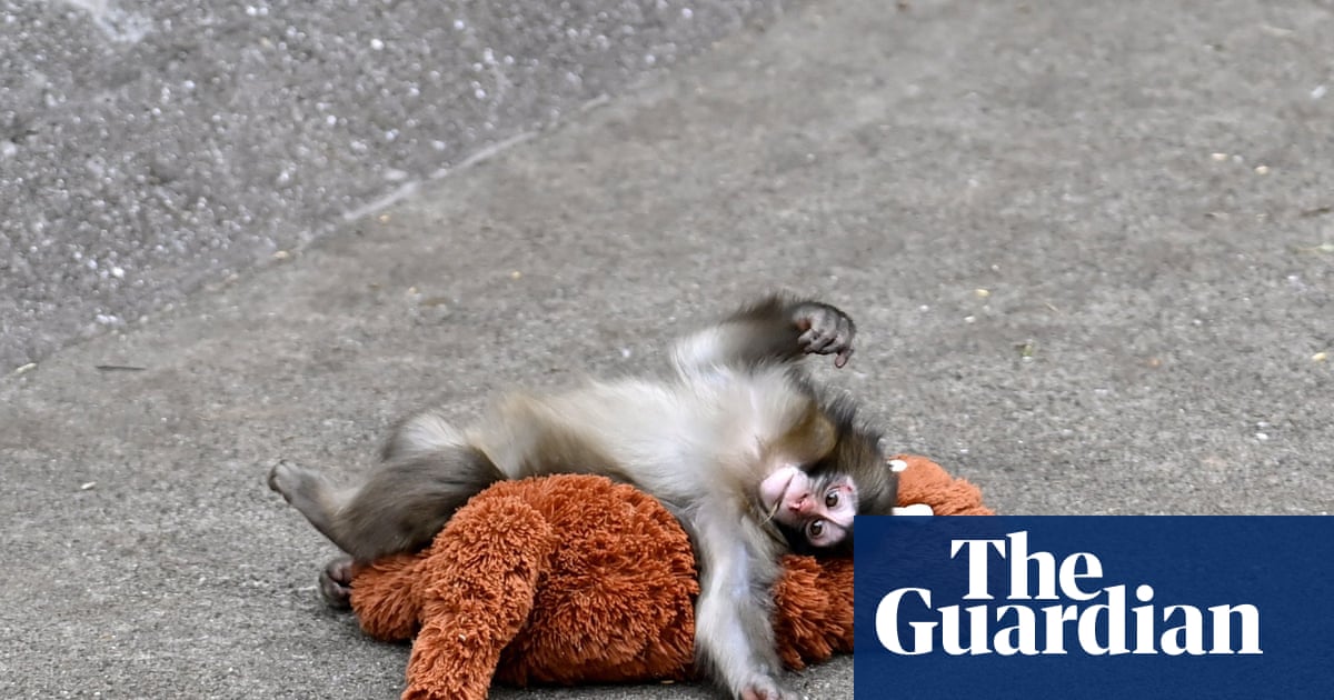 The tragedy of Punch the monkey: why do mother animals abandon their offspring?