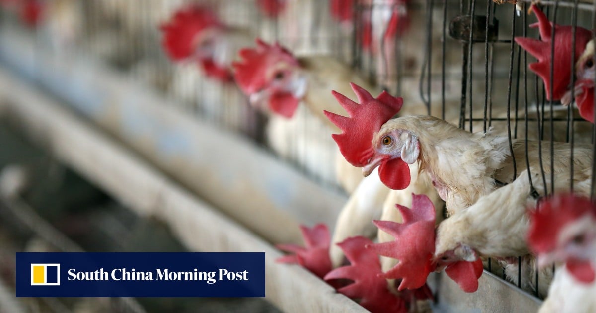 Bird flu outbreaks in parts of Japan, Denmark trigger Hong Kong poultry bans