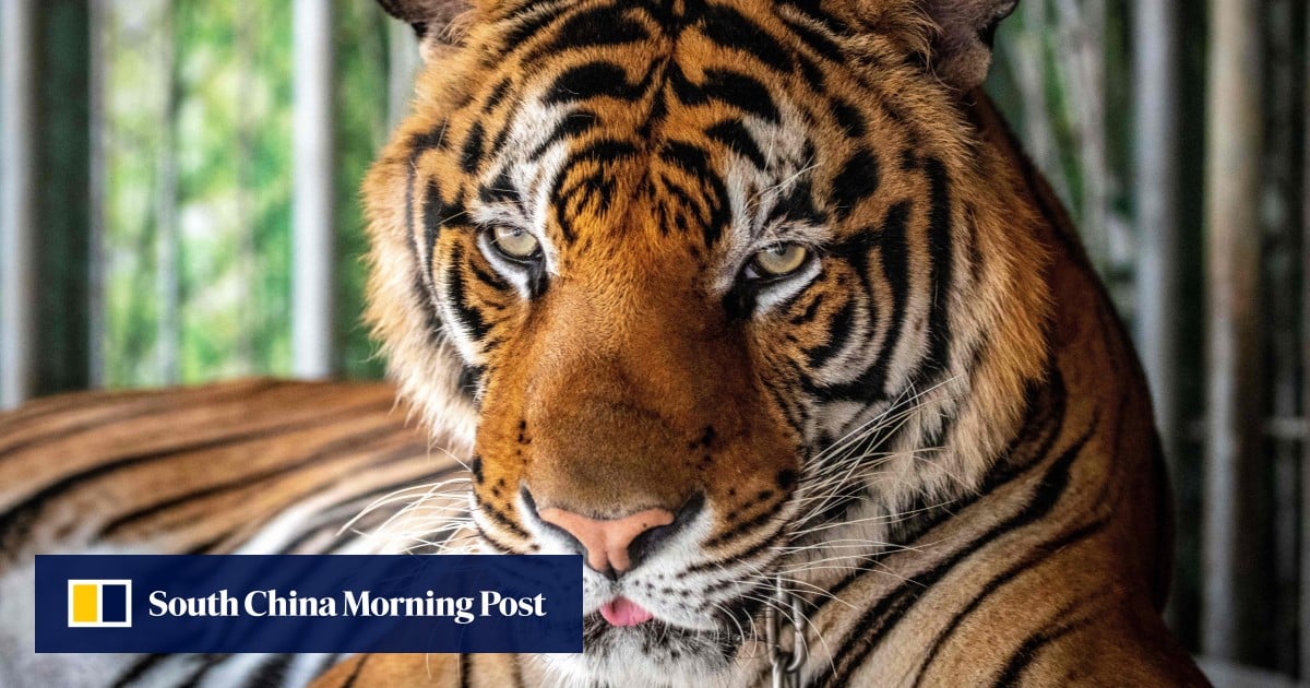 Why did 72 tigers die at a Thailand tourist park in under 2 weeks?