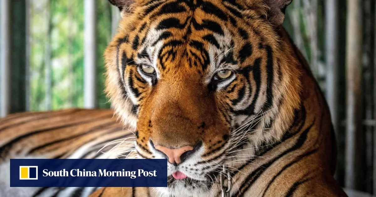 Why did 72 tigers die at a Thailand tourist park in under 2 weeks?
