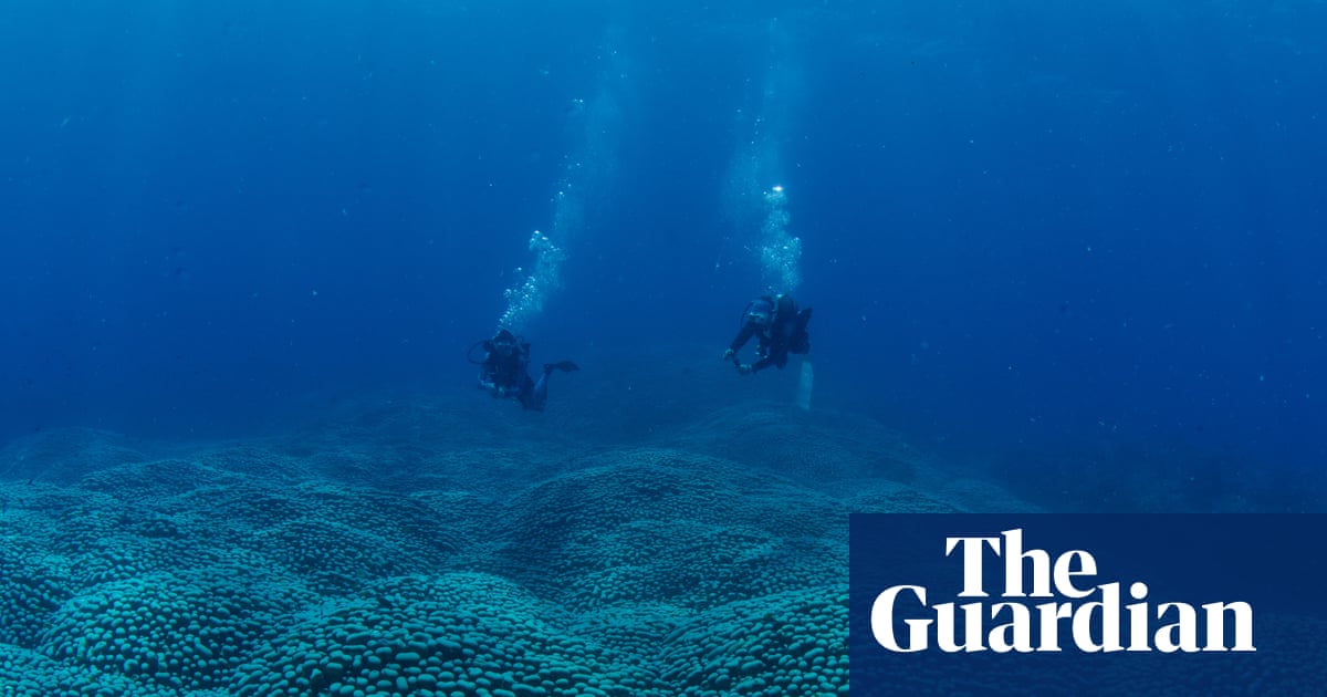 Citizen scientists discover a Great Barrier Reef coral giant ‘like a rolling meadow’