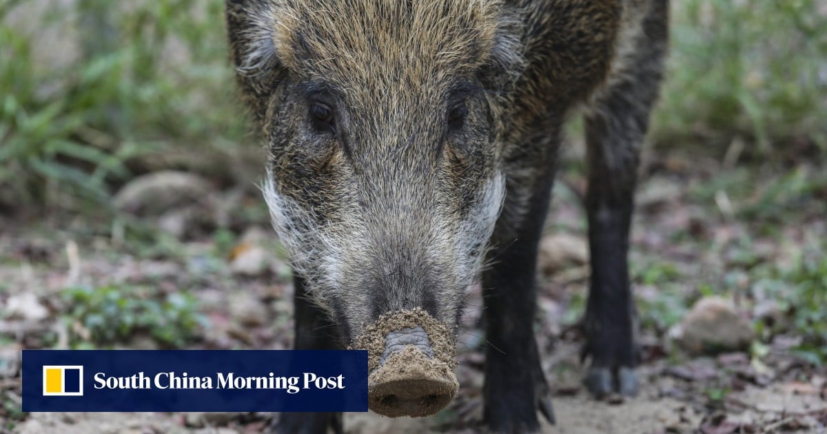3 injured in Hong Kong after wild boar wanders into residential area