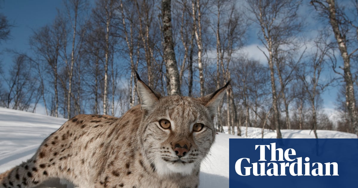 Lynx could return to Scotland – but can rewilders win over wary Highlanders?