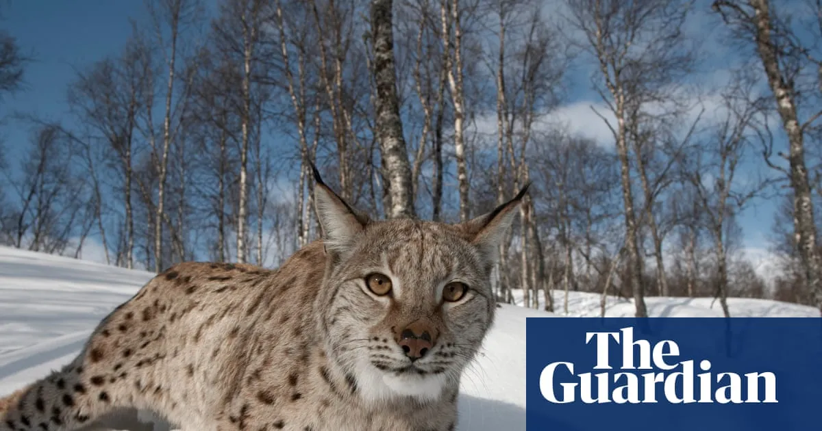 Lynx could return to Scotland – but can rewilders win over wary Highlanders?