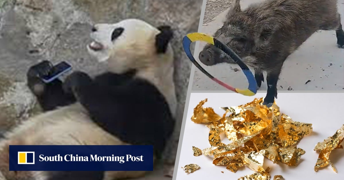 Quirky China: panda won’t return phone, talented piglet spared from dinner, affordable gold rush