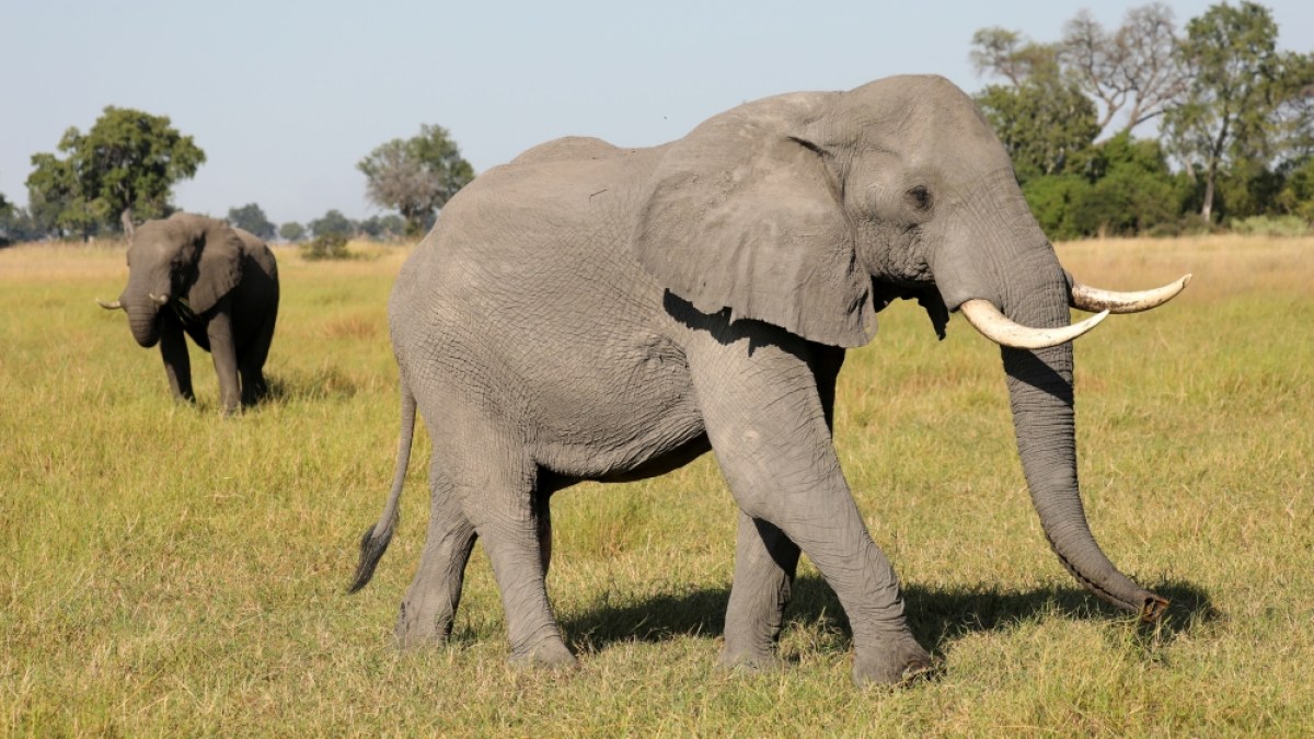Why are conservationists alarmed about Botswana’s biggest elephant hunt?