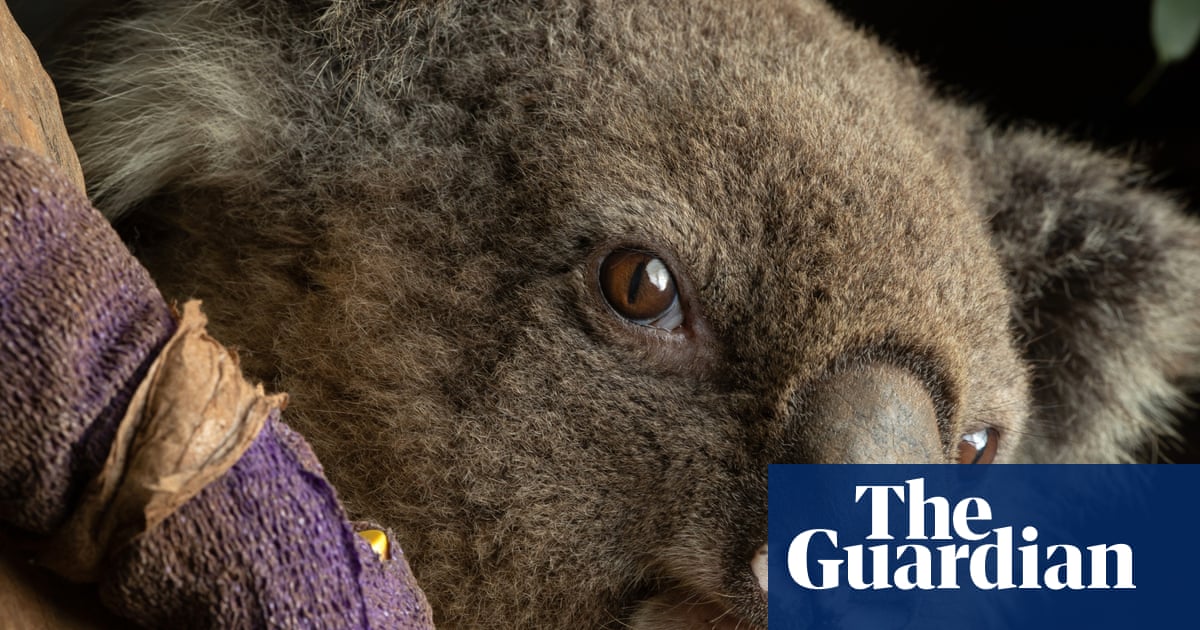 Australian wildlife in ‘harm’s way’ with volunteers left to ‘pick up the pieces’ amid climate crisis, fires and floods