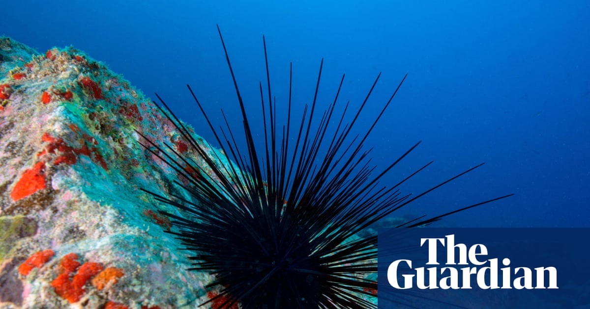 Sea urchin species on brink of extinction after marine pandemic