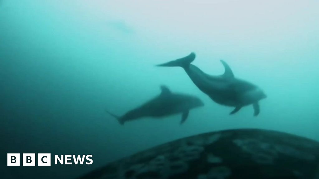 Cameras on killer whales record first evidence of joint hunt with dolphins 