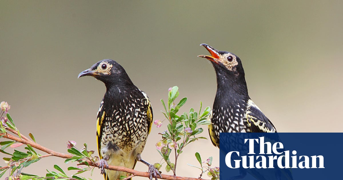 Wild-born birds recruited to teach critically endangered regent honeyeaters their lost songs