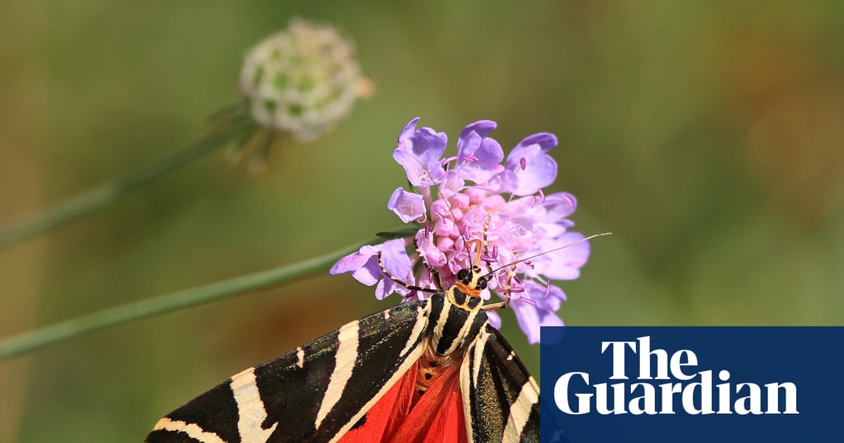 Protect caterpillars as UK’s moth population plummets, urge charities