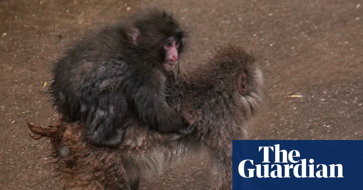 Social climber: Punch the monkey starts to outgrow his Ikea plushie