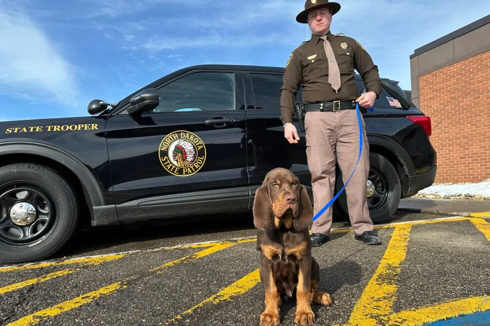 They have a nose for finding people. Bloodhounds and their low-tech sniffers help police track