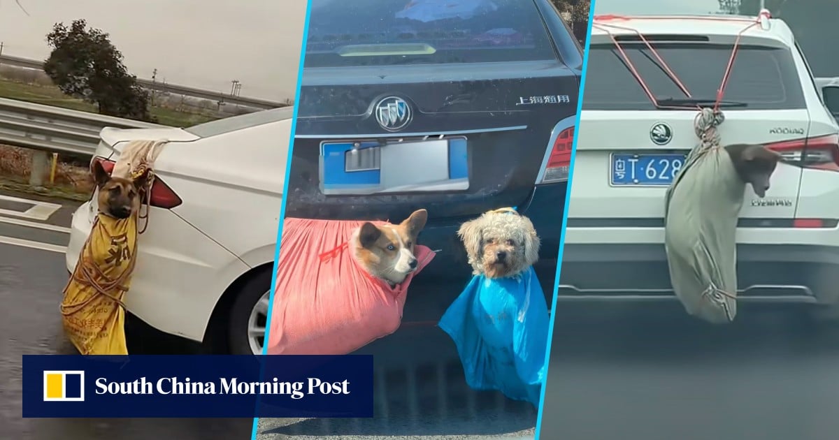 Dozens of pet carcasses found on China highway, likely caused by unsafe transport by owners