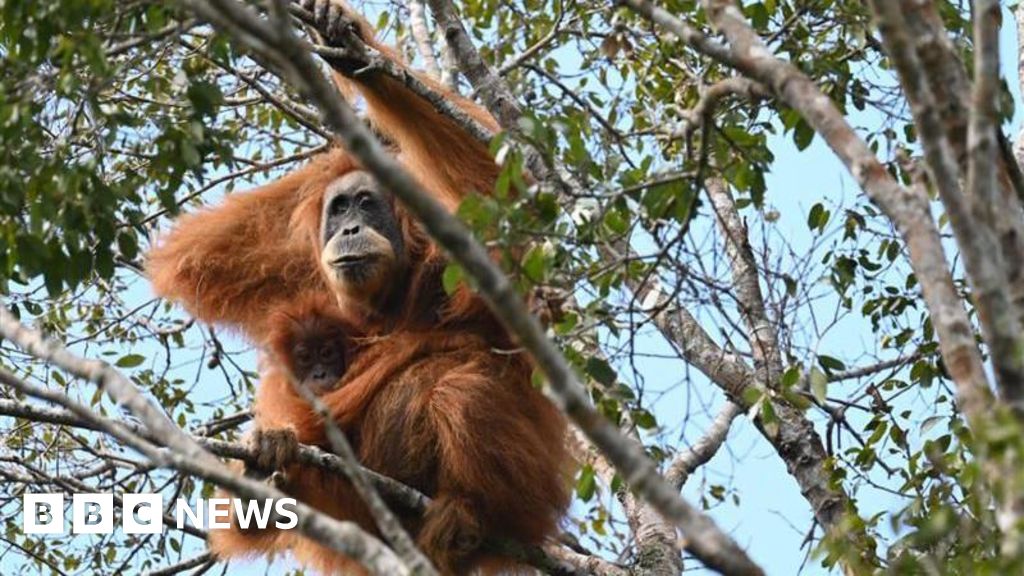 Fears grow that world's rarest apes were swept away in Sumatran floods