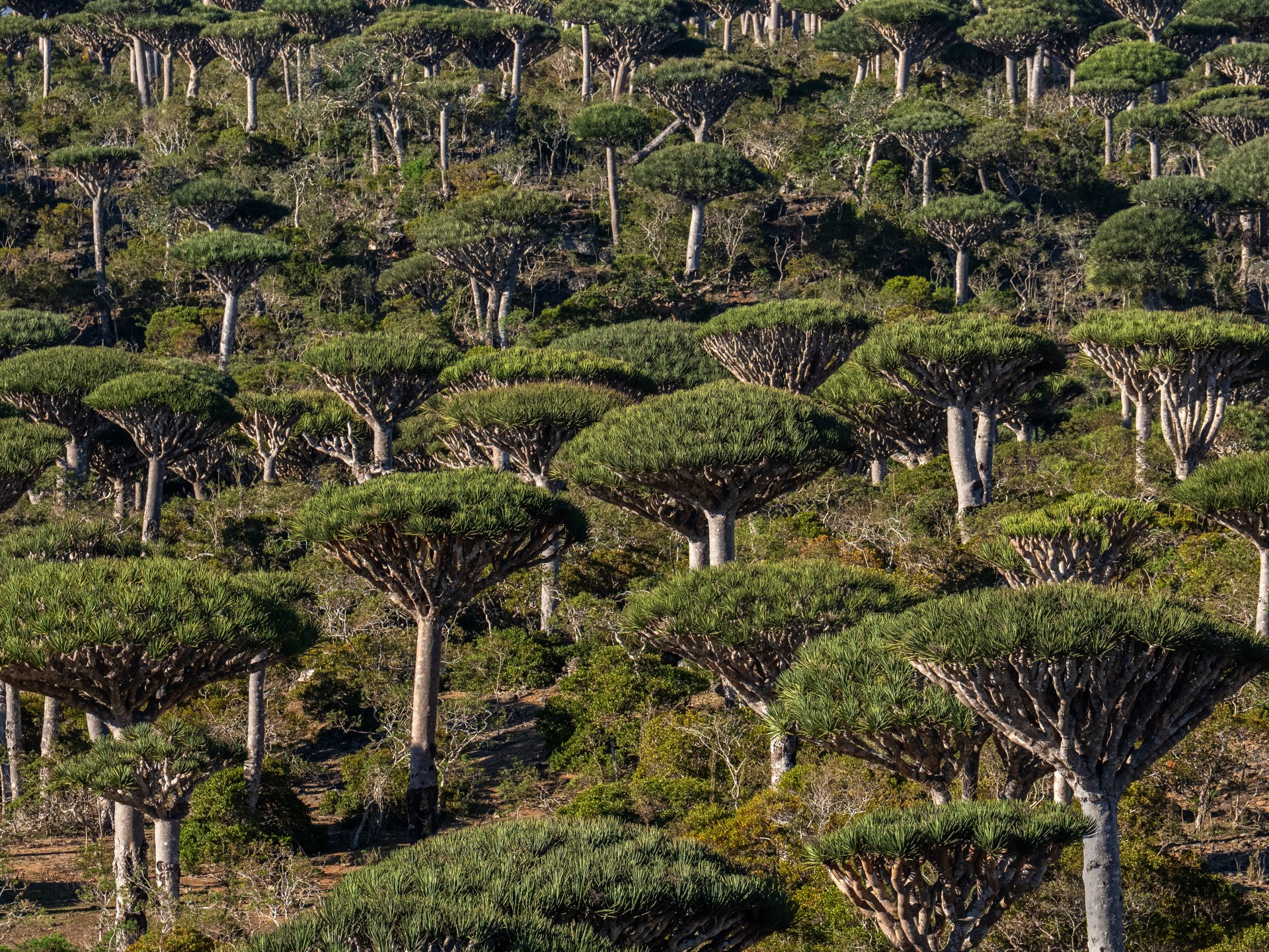 Are rainforests now a cause of, rather than the answer to, climate change?