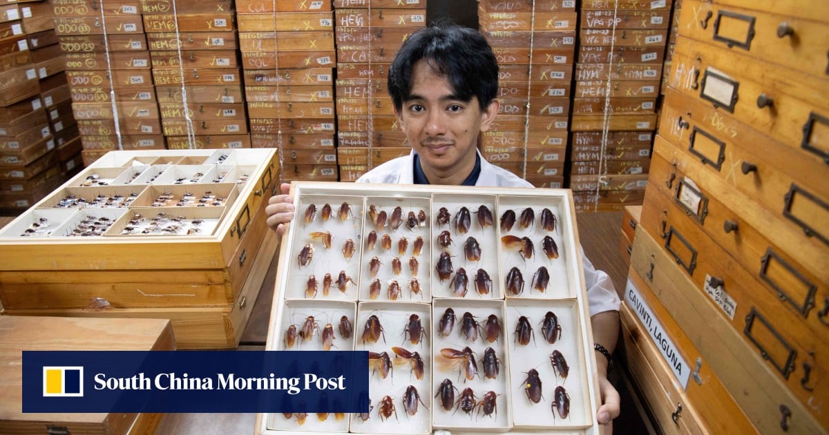 Philippines’ only cockroach expert defends bugs from extinction