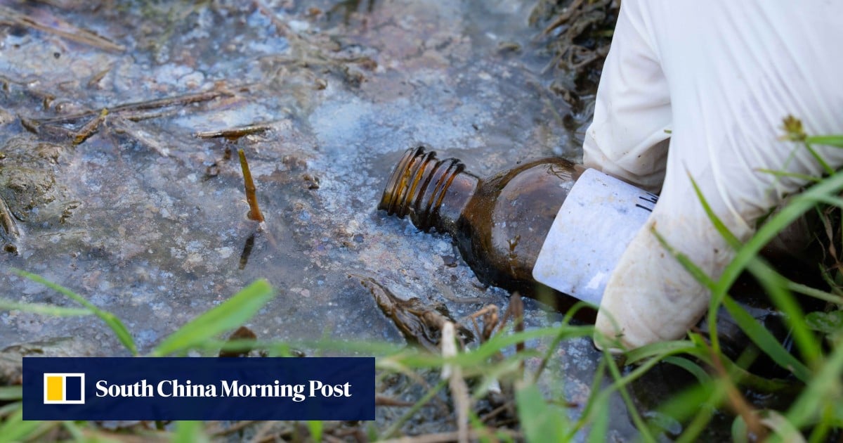 Hong Kong wetland records 40 times more petroleum after oil spill: Greenpeace
