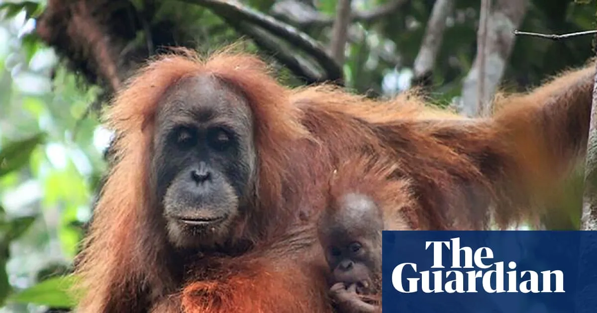 Indonesia floods were ‘extinction level’ disturbance for world’s rarest ape