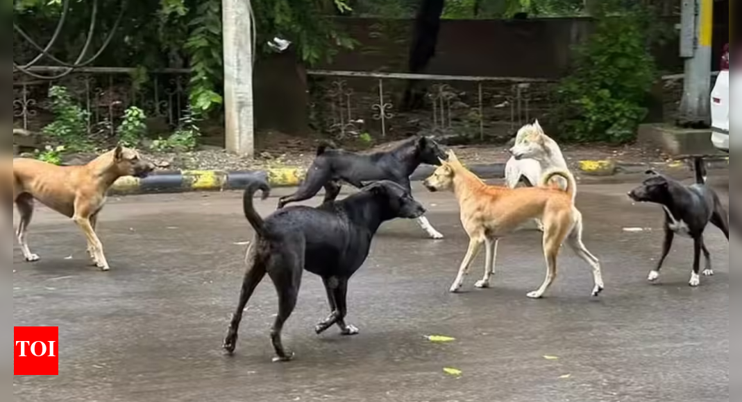 'Image of country ... ': SC slams states, UTs on stray dog case; chief secretaries told to appear